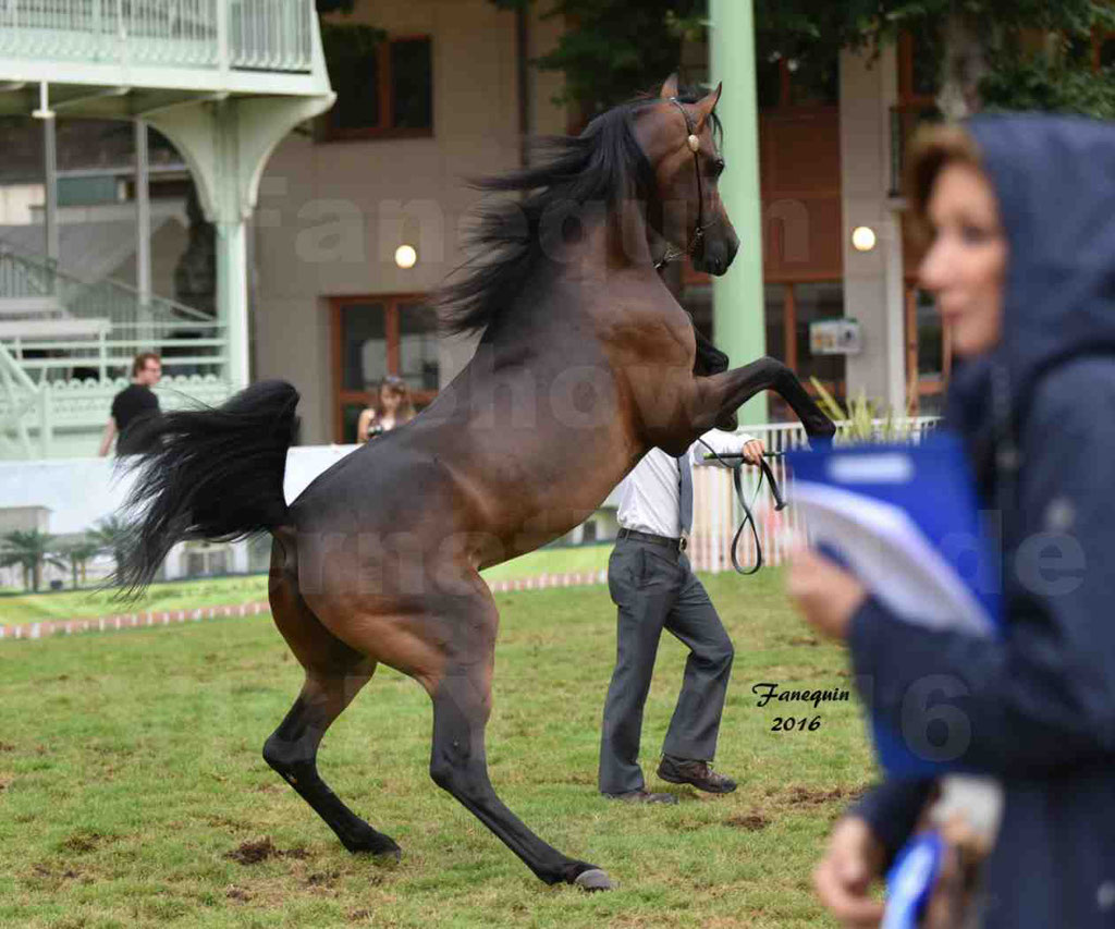 International Arabian Horse Show B de VICHY 2016 - MILLIAR - Notre Sélection - "Cabrages" - 4