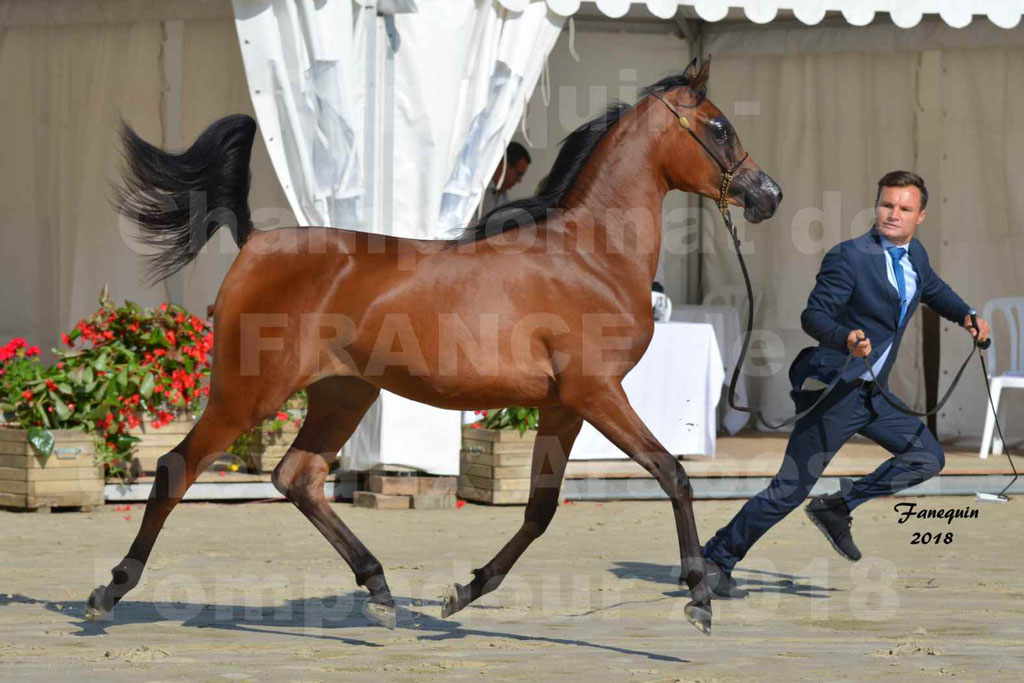 Championnat de FRANCE de chevaux Arabes à Pompadour en 2018 - BO AS ALEXANDRA - Notre Sélection - 32