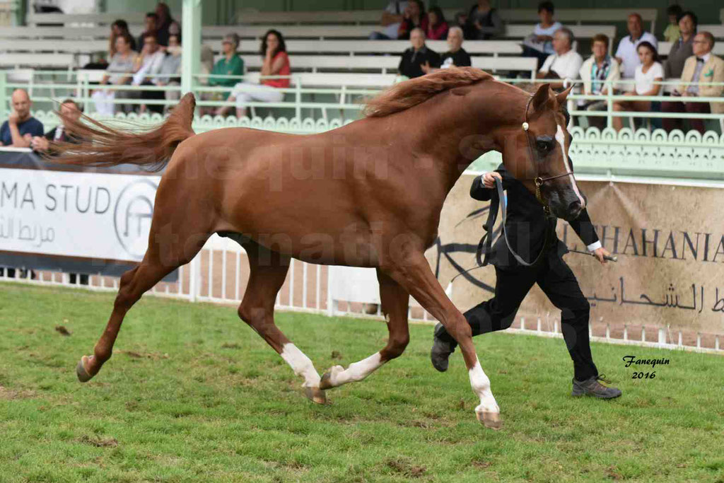 International Arabian Horse Show B de VICHY 2016 - DZHARI NUNKI - Notre Sélection - 02