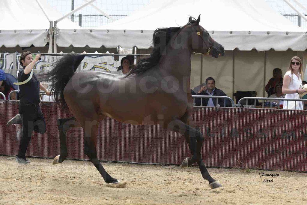 Championnat du pur-sang arabe de la Méditerranée et des pays arabes - MENTON 2016 - EKS ALIHANDRO - Notre Sélection - 11