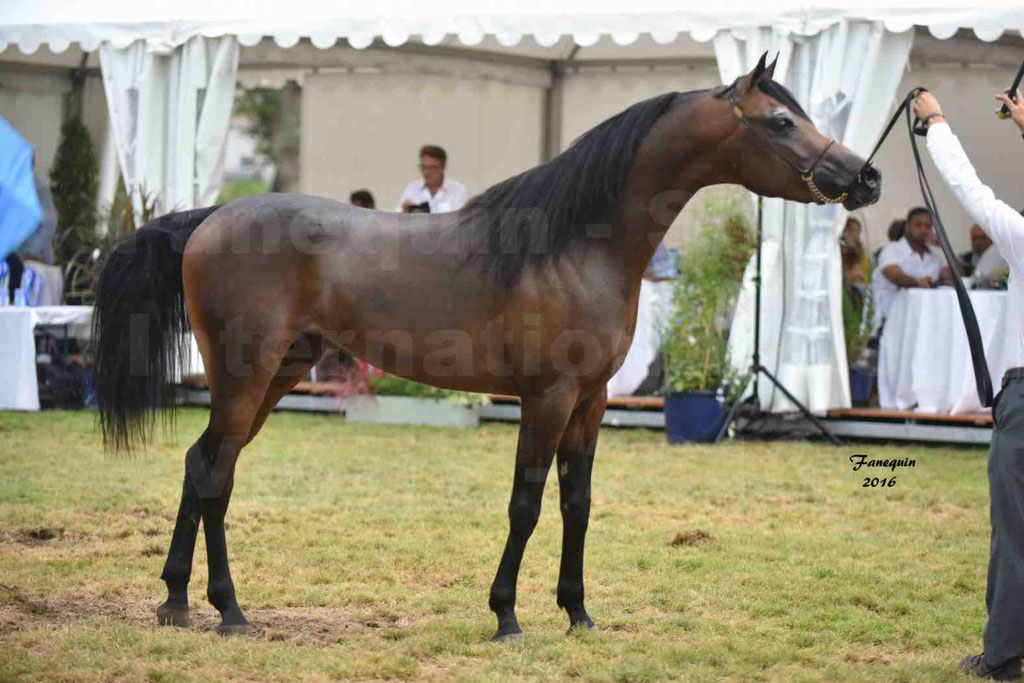 International Arabian Horse Show B de VICHY 2016 - MILLIAR - Notre Sélection - 36