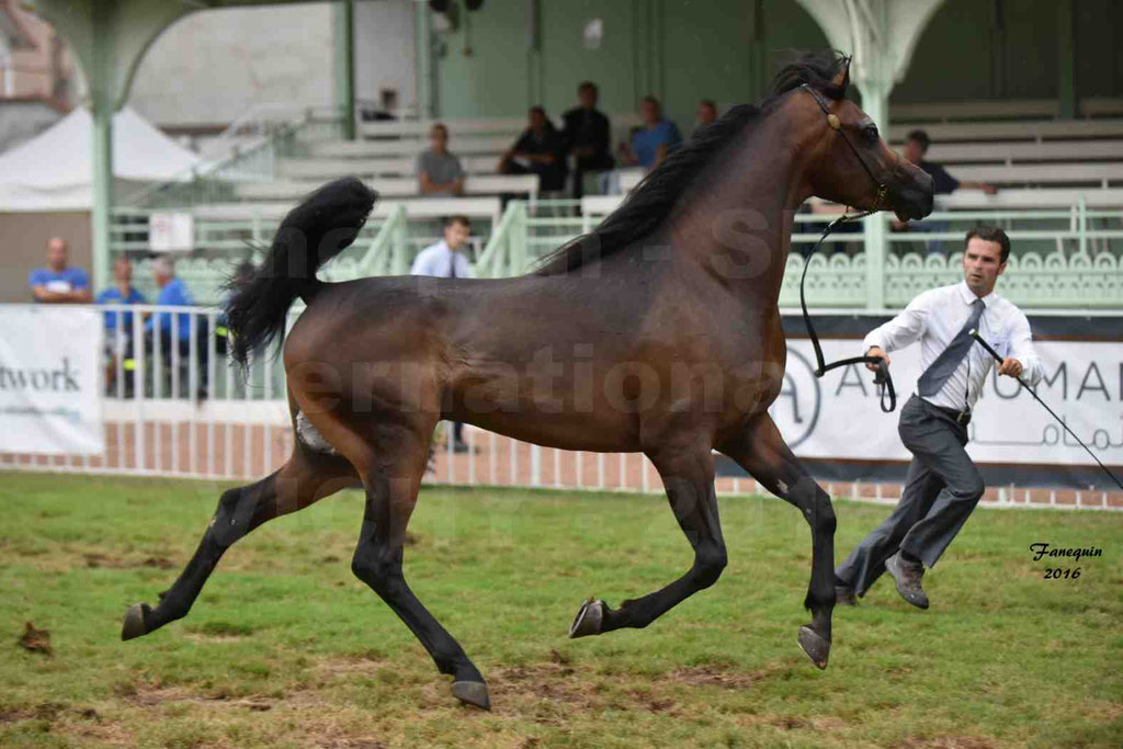 International Arabian Horse Show B de VICHY 2016 - MILLIAR - Notre Sélection - 17