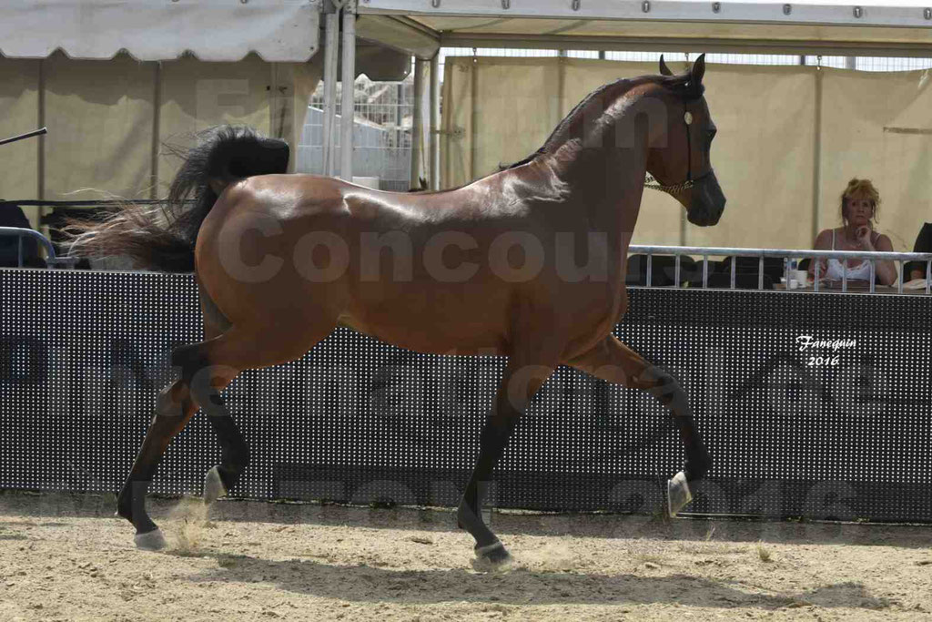 Championnat du pur-sang arabe de la Méditerranée et des pays arabes - MENTON 2016 - GHAZWAN AL JASSIMYA - Notre Sélection - 11