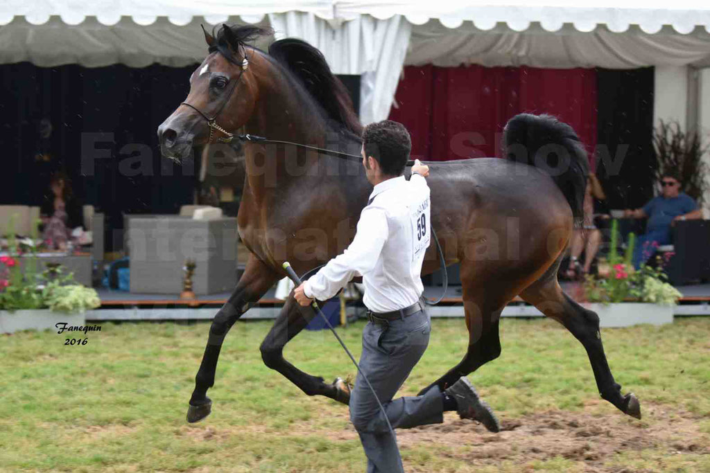 International Arabian Horse Show B de VICHY 2016 - MILLIAR - Notre Sélection - 32