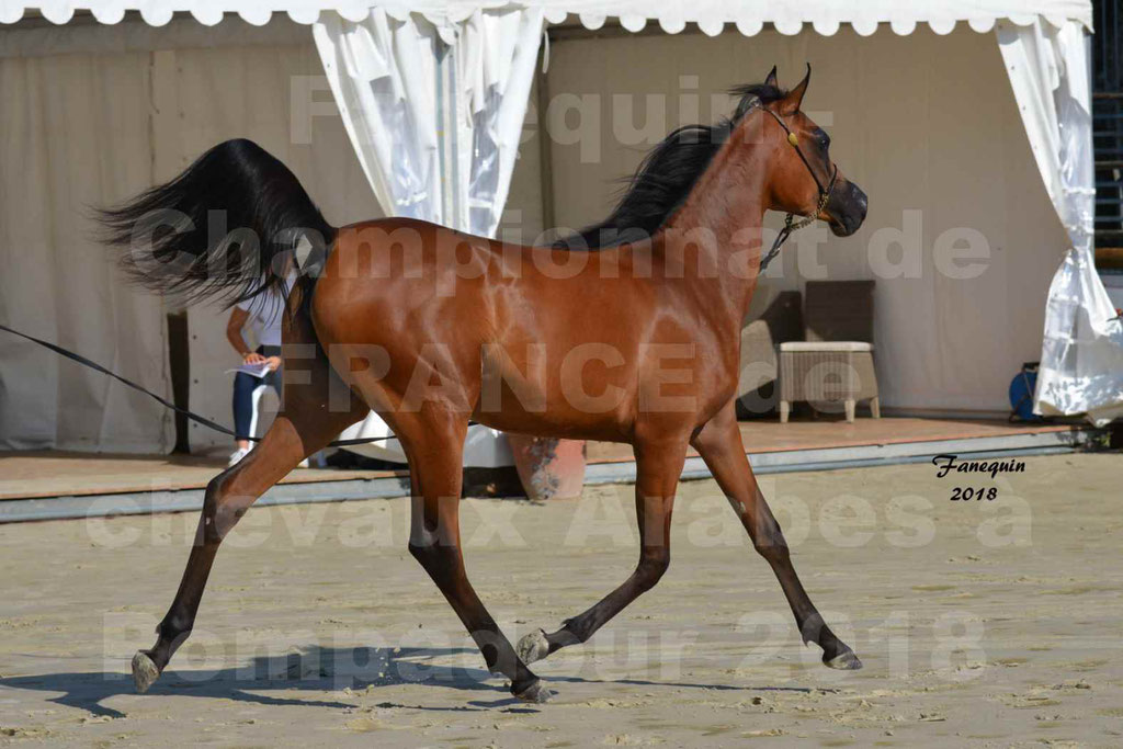 Championnat de FRANCE de chevaux Arabes à Pompadour en 2018 - BO AS ALEXANDRA - Notre Sélection - 41