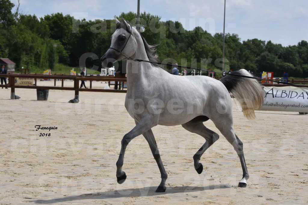 Concours Européen de chevaux Arabes à Chazey sur Ain 2018 - FATIN ALBIDAYER - Notre Sélection - 03