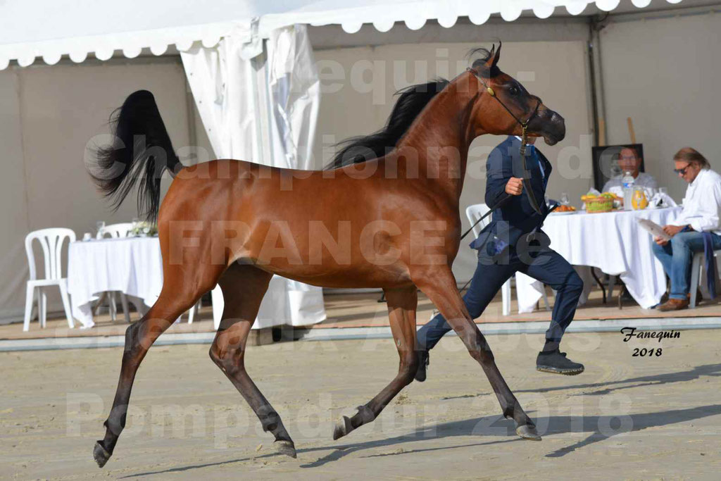 Championnat de FRANCE de chevaux Arabes à Pompadour en 2018 - BO AS ALEXANDRA - Notre Sélection - 16