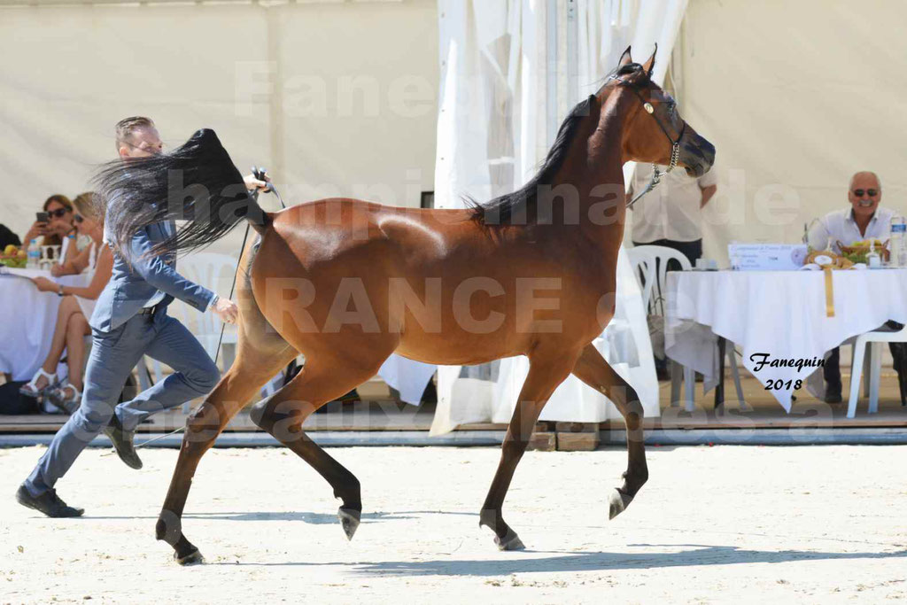 Championnat de FRANCE de chevaux Arabes à Pompadour en 2018 - BO AS ALEXANDRA - Notre Sélection - 03