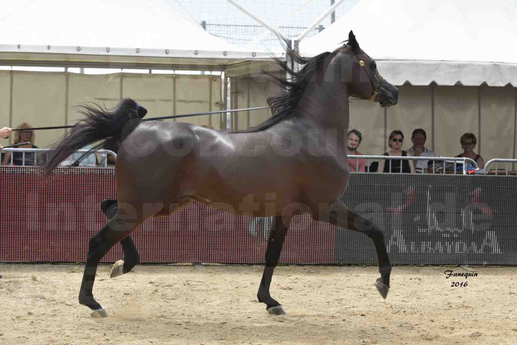 Championnat du pur-sang arabe de la Méditerranée et des pays arabes - MENTON 2016 - EKS ALIHANDRO - Notre Sélection - 16