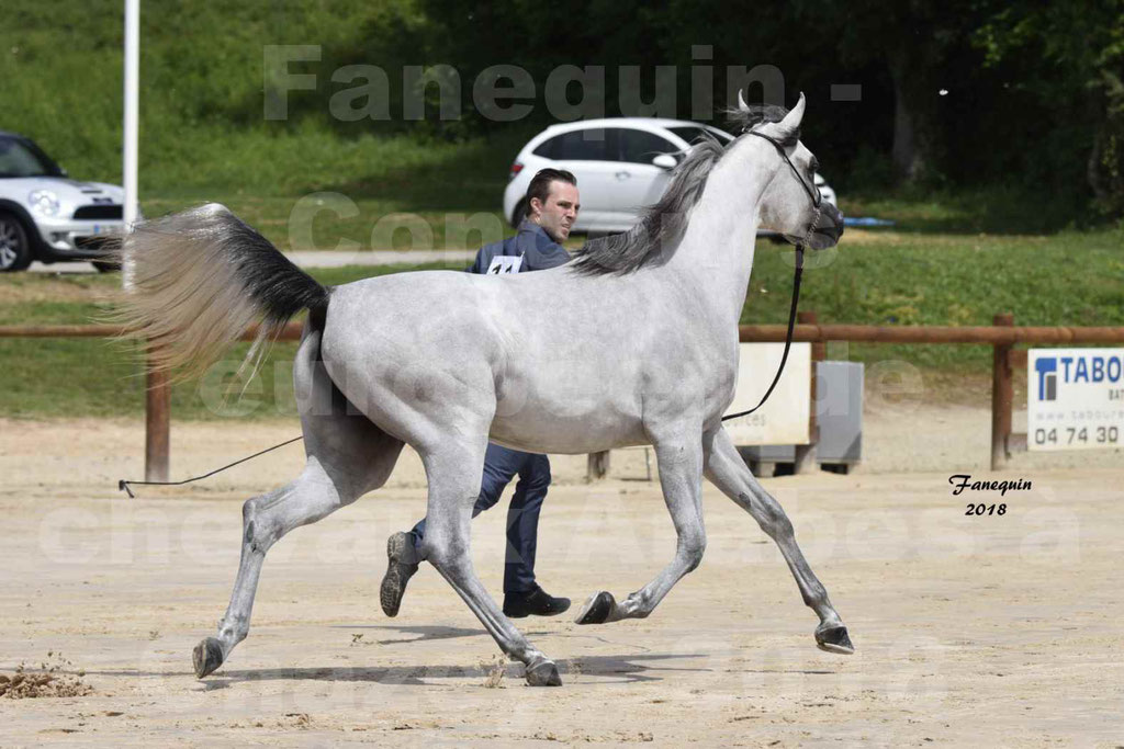 Concours Européen de chevaux Arabes à Chazey sur Ain 2018 - FATIN ALBIDAYER - Notre Sélection - 15