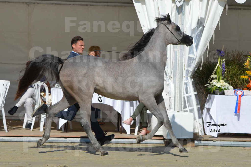 Championnat de FRANCE de chevaux Arabes à Pompadour en 2018 - SANIA DU CAYRON - Notre Sélection - 26