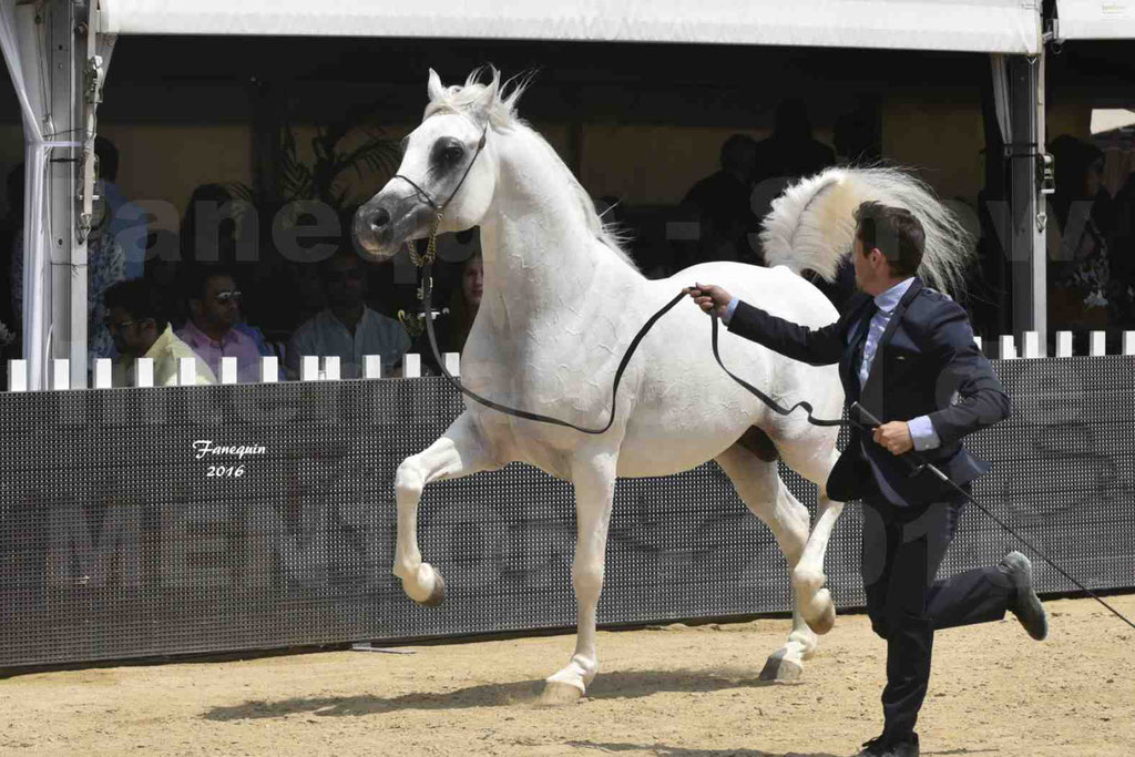 Championnat du Pur Sang Arabe de la Méditerranée et des pays Arabes - MENTON 2016 - RASWAN DE GARGASSAN - Notre Sélection - 08