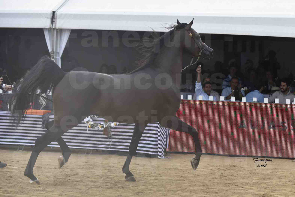 Championnat du pur-sang arabe de la Méditerranée et des pays arabes - MENTON 2016 - EKS ALIHANDRO - Notre Sélection - 01