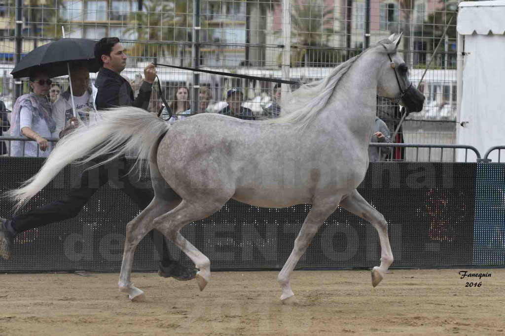 Championnat du pur-sang arabe de la Méditerranée et des pays arabes - MENTON 2016 - JALAL AL JASSIMYA - Notre Sélection - 07