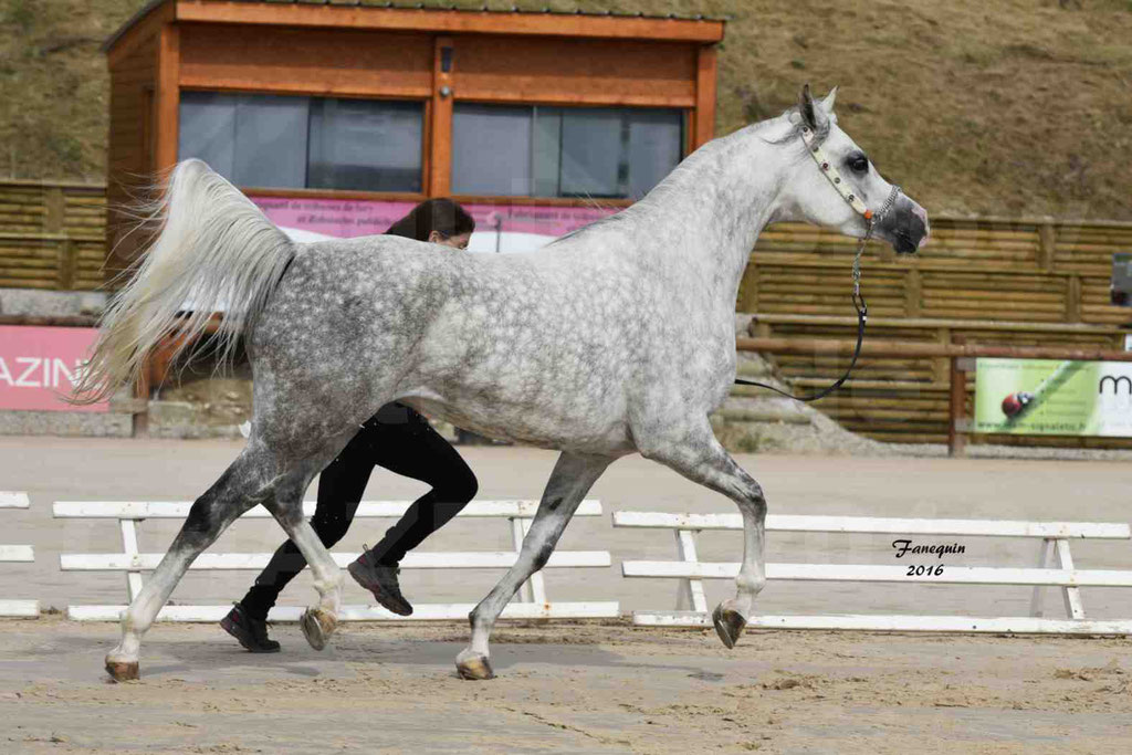 Show National de CHAZEY sur AIN - CIRCE AUSSOUA - 5