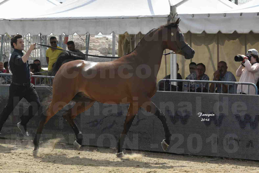 Championnat du pur-sang arabe de la Méditerranée et des pays arabes - MENTON 2016 - GHAZWAN AL JASSIMYA - Notre Sélection - 10