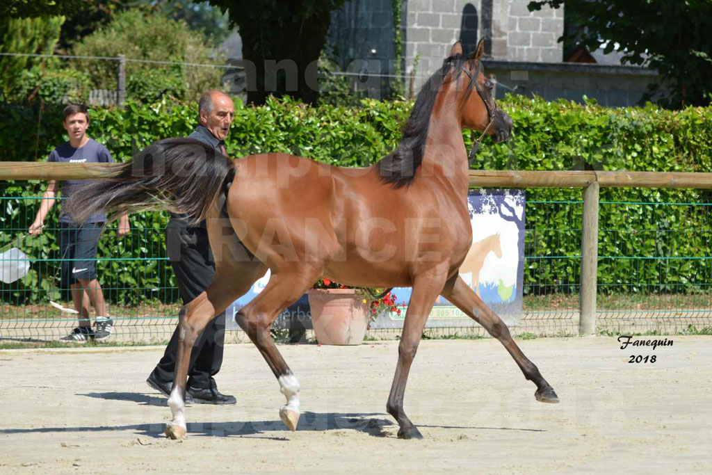 Championnat de FRANCE des chevaux Arabes à Pompadour en 2018 - SH CHARISMA - Notre Sélection - 25