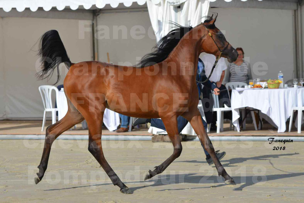 Championnat de FRANCE de chevaux Arabes à Pompadour en 2018 - BO AS ALEXANDRA - Notre Sélection - 18