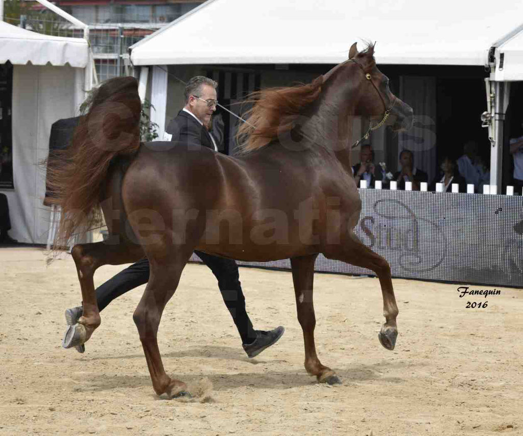 Championnat du pur-sang arabe de la Méditerranée et des pays arabes - MENTON 2016 - FAKHR AL KHALEDIAH - Notre Sélection - 28