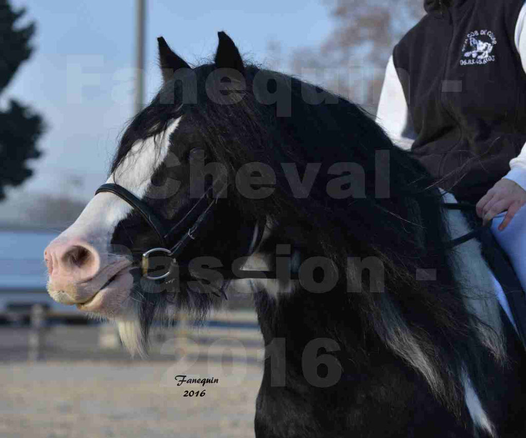 Cheval Passion 2016 - IRISH COB - monté par une cavalière - Portraits - 02