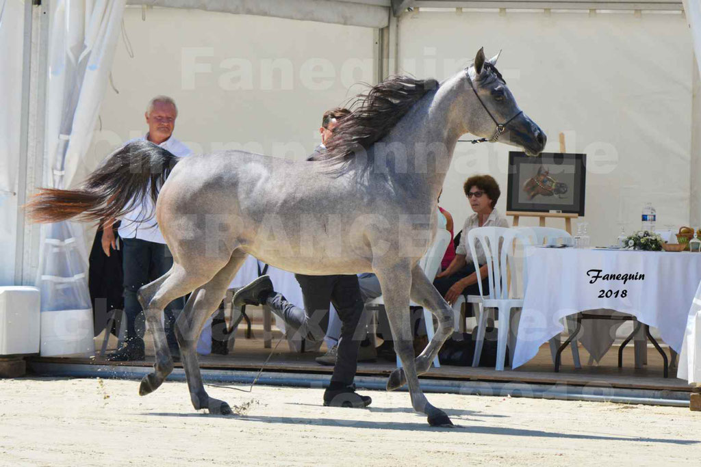Championnat de FRANCE de chevaux Arabes à Pompadour en 2018 - SANIA DU CAYRON - Notre Sélection - 02