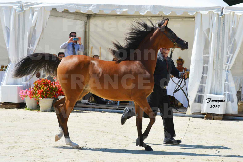 Championnat de FRANCE des chevaux Arabes à Pompadour en 2018 - SH CHARISMA - Notre Sélection - 14