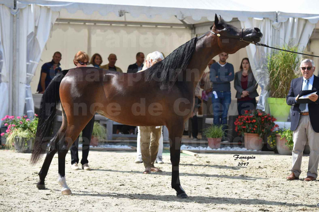 Championnat de France de chevaux Arabes à Pompadour les 19 & 20 Août 2017 - ESMAELIA AL HEVAN - 12