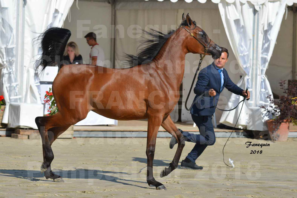 Championnat de FRANCE de chevaux Arabes à Pompadour en 2018 - BO AS ALEXANDRA - Notre Sélection - 33