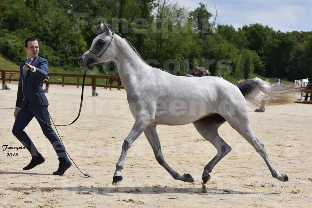 Concours Européen de chevaux Arabes à Chazey sur Ain 2018 - FATIN ALBIDAYER - Notre Sélection - 07