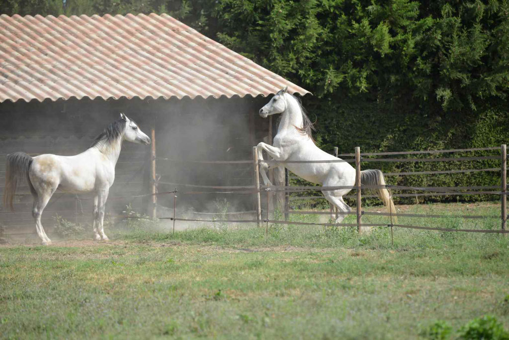 MOCAMBO & CARAVANN face à face