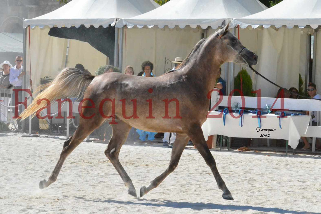 Concours National de Nîmes de chevaux ARABES 2014 - Notre Sélection - CHEM'S PHARAON - 2