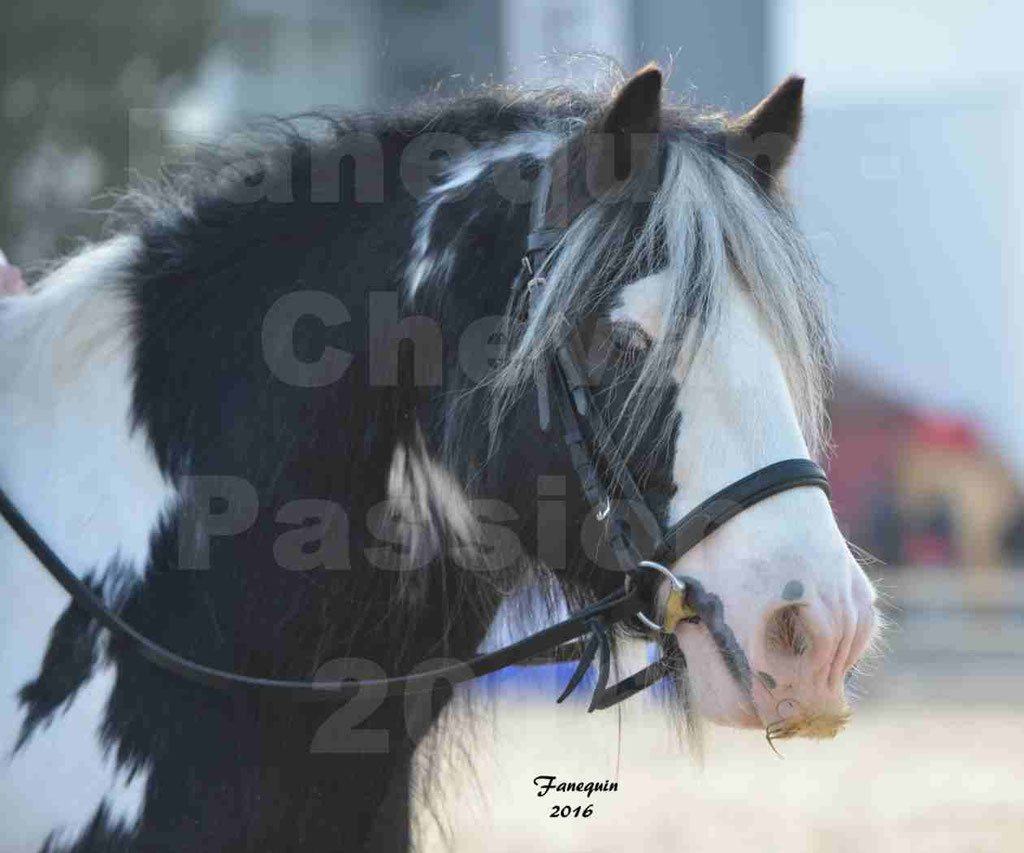 Cheval Passion 2016 - IRISH COB - monté par une cavalière - Portraits - 04