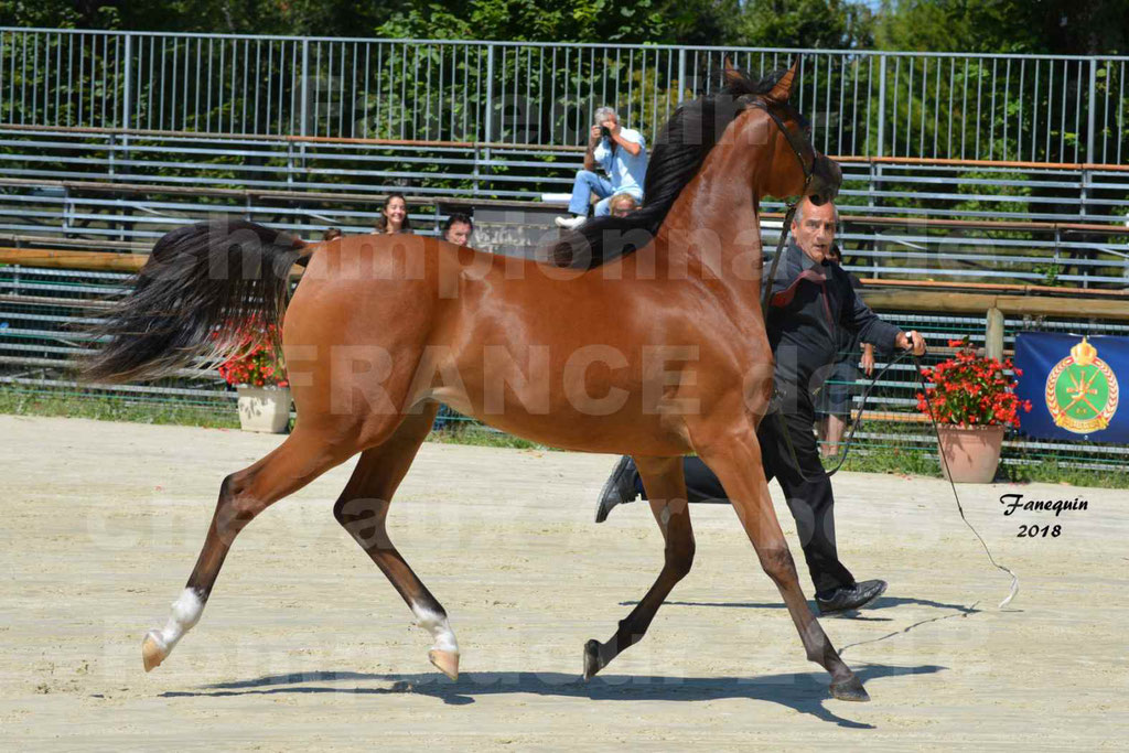 Championnat de FRANCE des chevaux Arabes à Pompadour en 2018 - SH CHARISMA - Notre Sélection - 23