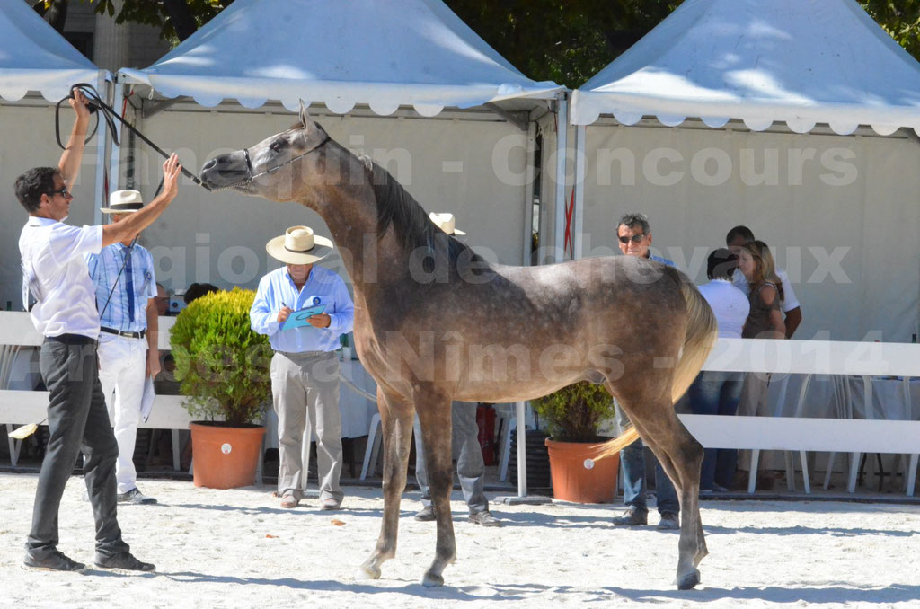 Concours régional de Nîmes de chevaux Arabes - 2014 - CHEM'S PHARAON - 15