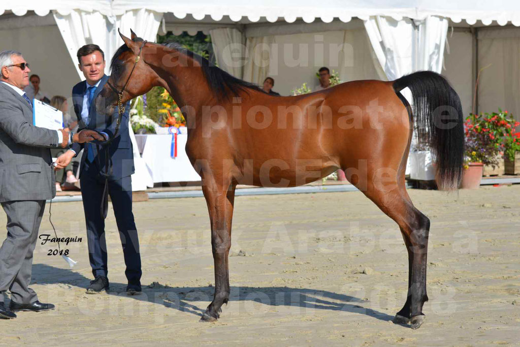 Championnat de FRANCE de chevaux Arabes à Pompadour en 2018 - BO AS ALEXANDRA - Notre Sélection - 45