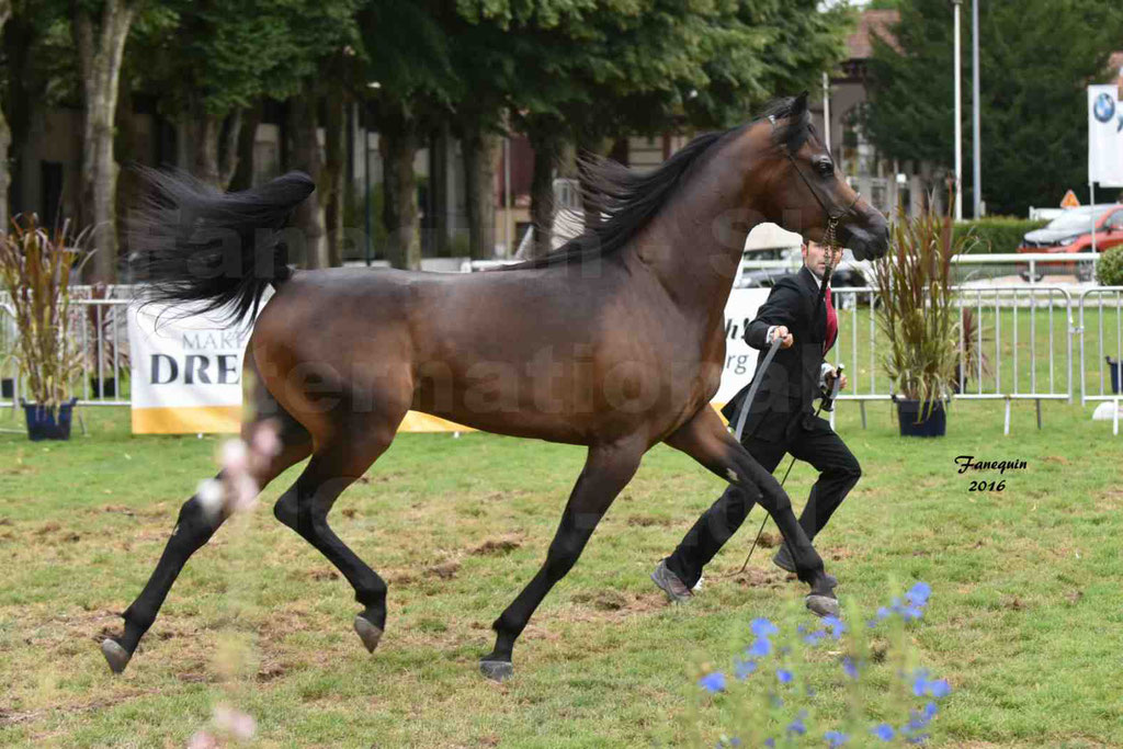 International Arabian Horse Show B de VICHY 2016 - MILLIAR - Notre Sélection - 05