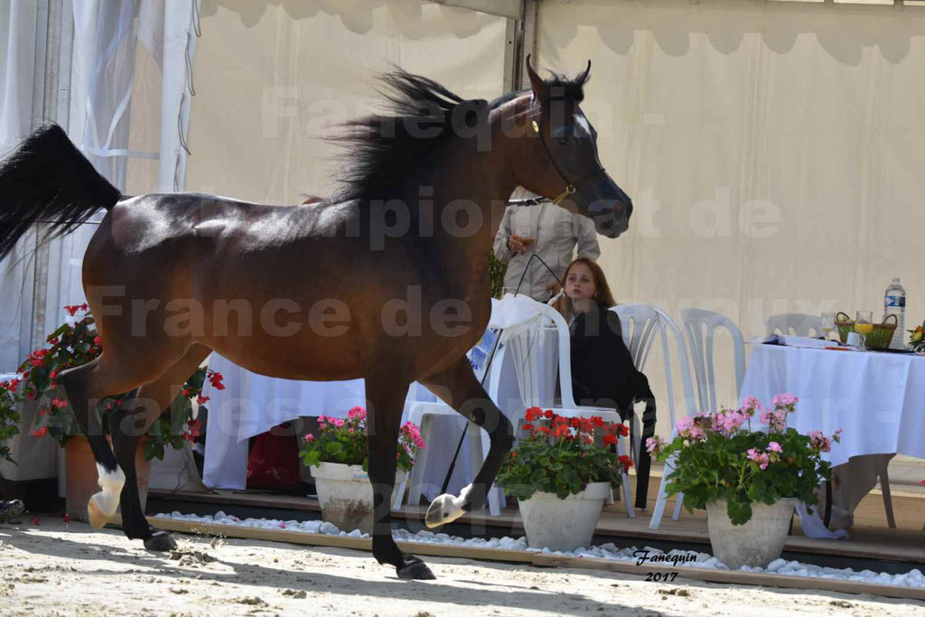 Championnat de France de chevaux Arabes à Pompadour les 19 & 20 Août 2017 - ESMAELIA AL HEVAN - 11