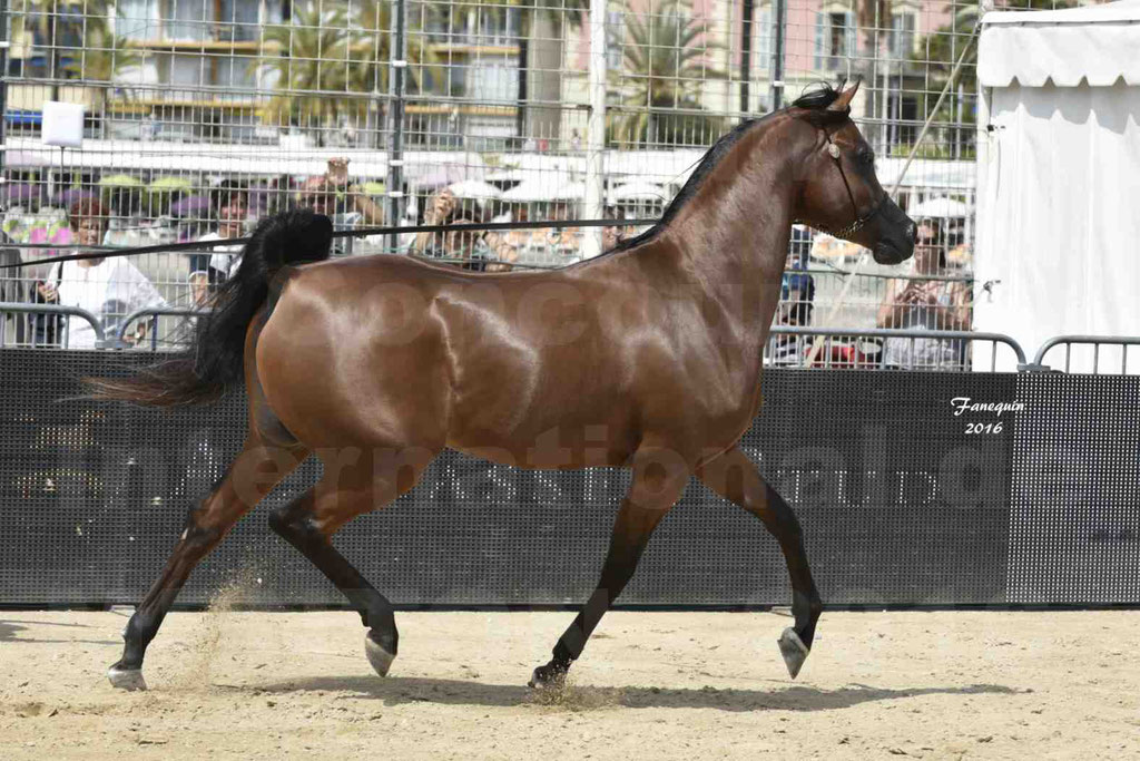 Championnat du pur-sang arabe de la Méditerranée et des pays arabes - MENTON 2016 - GHAZWAN AL JASSIMYA - Notre Sélection - 18