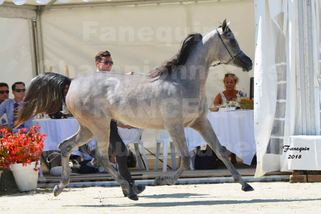 Championnat de FRANCE de chevaux Arabes à Pompadour en 2018 - SANIA DU CAYRON - Notre Sélection - 06