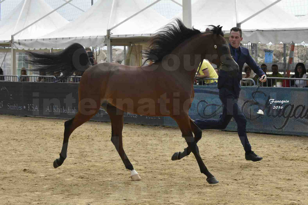 Championnat du pur-sang arabe de la Méditerranée et des pays arabes - MENTON 2016 - LUIGI - Notre Sélection - 12