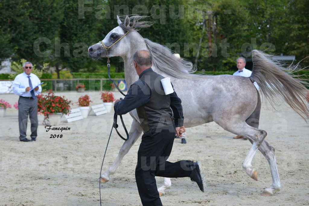 Championnat de FRANCE de chevaux Arabes à Pompadour en 2018 - SH CHAGALL - Notre Sélection - 09
