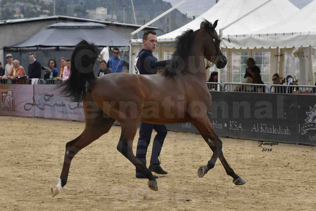 Championnat du pur-sang arabe de la Méditerranée et des pays arabes - MENTON 2016 - LUIGI - Notre Sélection - 02