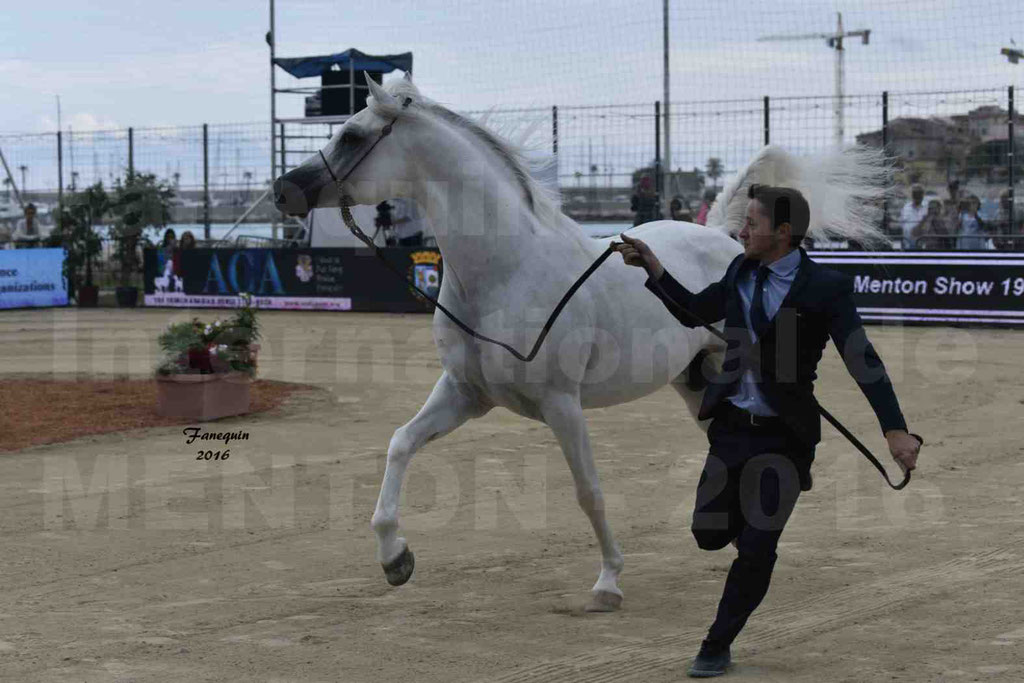 Championnat du Pur Sang Arabe de la Méditerranée et des pays Arabes - MENTON 2016 - RASWAN DE GARGASSAN - Notre Sélection - 14