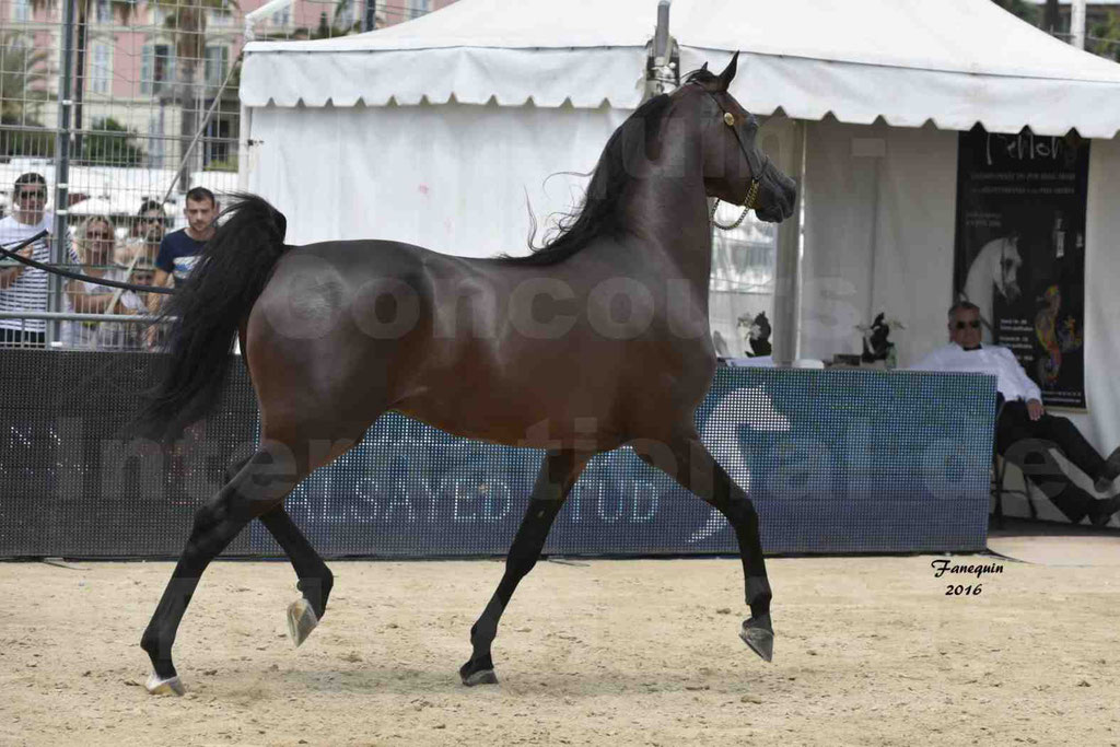 Championnat du pur-sang arabe de la Méditerranée et des pays arabes - MENTON 2016 - EKS ALIHANDRO - Notre Sélection - 26