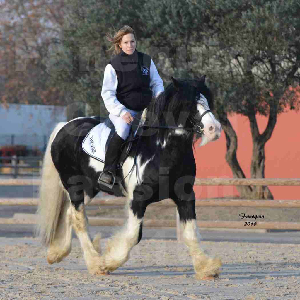 Cheval Passion 2016 - IRISH COB - monté par une cavalière - 08