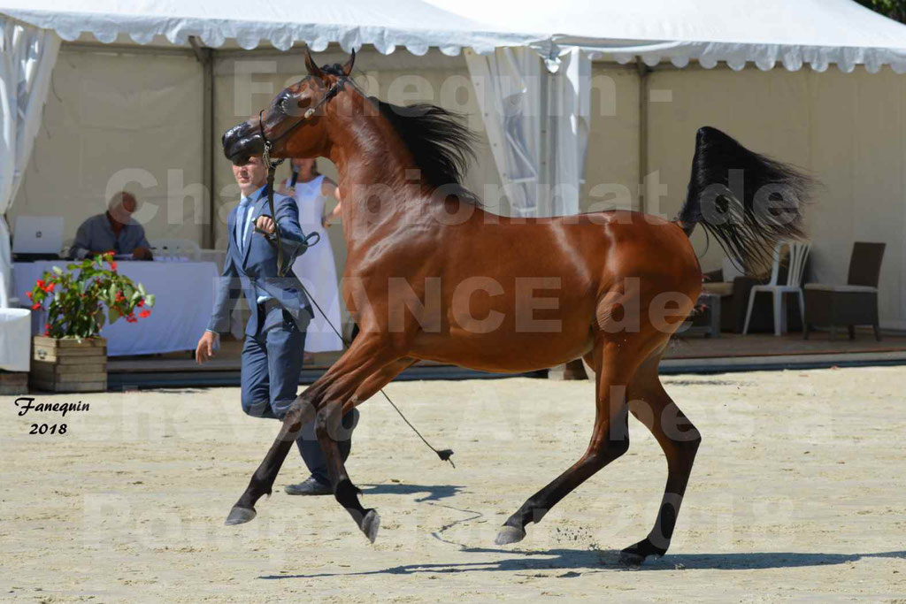 Championnat de FRANCE de chevaux Arabes à Pompadour en 2018 - BO AS ALEXANDRA - Notre Sélection - 06