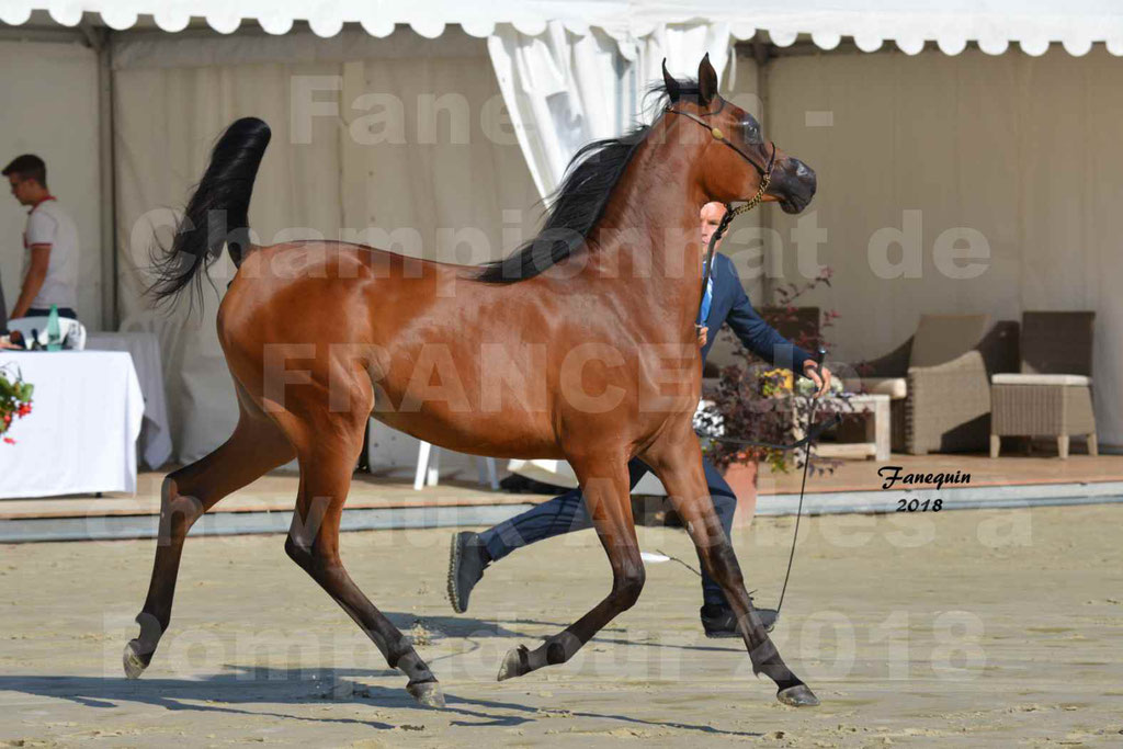 Championnat de FRANCE de chevaux Arabes à Pompadour en 2018 - BO AS ALEXANDRA - Notre Sélection - 34