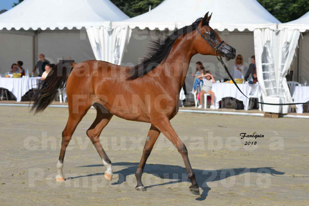 Championnat de FRANCE des chevaux Arabes à Pompadour en 2018 - SH CHARISMA - Notre Sélection - 03