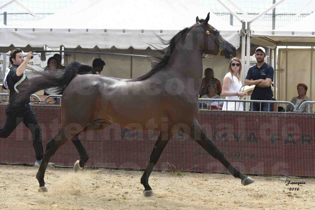 Championnat du pur-sang arabe de la Méditerranée et des pays arabes - MENTON 2016 - EKS ALIHANDRO - Notre Sélection - 12