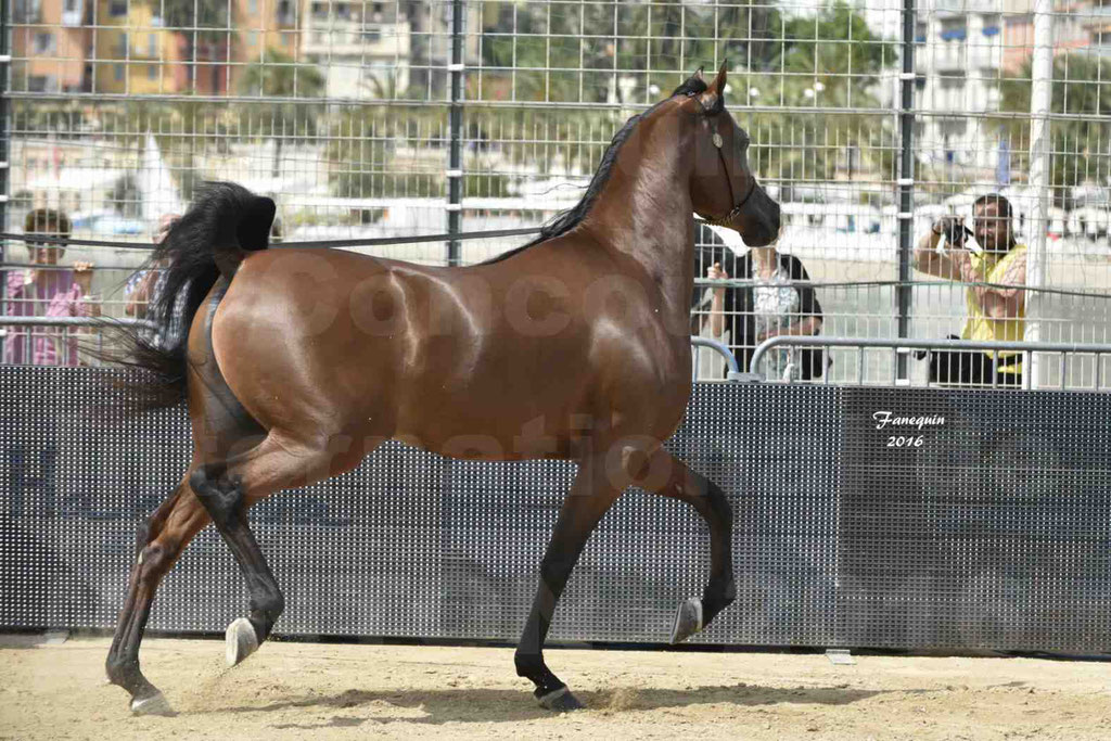 Championnat du pur-sang arabe de la Méditerranée et des pays arabes - MENTON 2016 - GHAZWAN AL JASSIMYA - Notre Sélection - 15